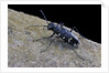 Cicindela hybrida (northern dune tiger beetle) by Anonymous