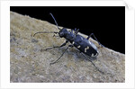 Cicindela hybrida (northern dune tiger beetle) by Anonymous
