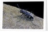 Cicindela hybrida (northern dune tiger beetle) by Anonymous