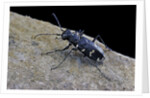 Cicindela hybrida (northern dune tiger beetle) by Anonymous