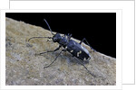 Cicindela hybrida (northern dune tiger beetle) by Anonymous