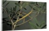 Clonopsis gallica (french stick insect) by Anonymous