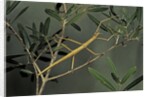 Clonopsis gallica (french stick insect) by Anonymous