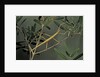Clonopsis gallica (french stick insect) by Anonymous
