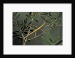 Clonopsis gallica (french stick insect) by Anonymous