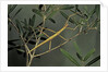 Clonopsis gallica (french stick insect) by Anonymous