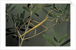 Clonopsis gallica (french stick insect) by Anonymous