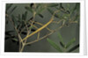 Clonopsis gallica (french stick insect) by Anonymous