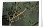 Clonopsis gallica (french stick insect) by Anonymous