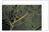 Clonopsis gallica (french stick insect) by Anonymous