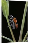 Clytra quadripunctata (leaf beetle) by Anonymous