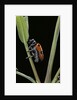 Clytra quadripunctata (leaf beetle) by Anonymous