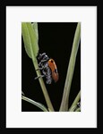 Clytra quadripunctata (leaf beetle) by Anonymous