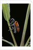 Clytra quadripunctata (leaf beetle) by Anonymous