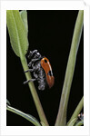 Clytra quadripunctata (leaf beetle) by Anonymous