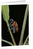 Clytra quadripunctata (leaf beetle) by Anonymous