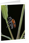 Clytra quadripunctata (leaf beetle) by Anonymous