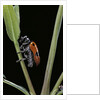 Clytra quadripunctata (leaf beetle) by Anonymous