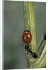 Coccinella septempunctata (sevenspotted lady beetle) - with ant by Anonymous