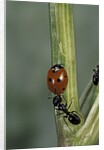 Coccinella septempunctata (sevenspotted lady beetle) - with ant by Anonymous