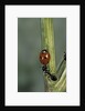 Coccinella septempunctata (sevenspotted lady beetle) - with ant by Anonymous