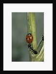 Coccinella septempunctata (sevenspotted lady beetle) - with ant by Anonymous