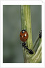 Coccinella septempunctata (sevenspotted lady beetle) - with ant by Anonymous