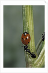 Coccinella septempunctata (sevenspotted lady beetle) - with ant by Anonymous