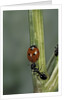 Coccinella septempunctata (sevenspotted lady beetle) - with ant by Anonymous