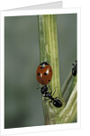 Coccinella septempunctata (sevenspotted lady beetle) - with ant by Anonymous