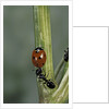 Coccinella septempunctata (sevenspotted lady beetle) - with ant by Anonymous