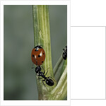 Coccinella septempunctata (sevenspotted lady beetle) - with ant by Anonymous