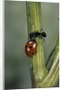 Coccinella septempunctata (sevenspotted lady beetle) - with ant by Anonymous