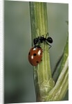 Coccinella septempunctata (sevenspotted lady beetle) - with ant by Anonymous