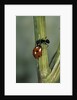Coccinella septempunctata (sevenspotted lady beetle) - with ant by Anonymous