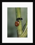 Coccinella septempunctata (sevenspotted lady beetle) - with ant by Anonymous