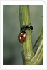 Coccinella septempunctata (sevenspotted lady beetle) - with ant by Anonymous