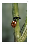 Coccinella septempunctata (sevenspotted lady beetle) - with ant by Anonymous