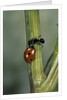 Coccinella septempunctata (sevenspotted lady beetle) - with ant by Anonymous