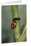 Coccinella septempunctata (sevenspotted lady beetle) - with ant by Anonymous