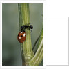 Coccinella septempunctata (sevenspotted lady beetle) - with ant by Anonymous