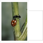 Coccinella septempunctata (sevenspotted lady beetle) - with ant by Anonymous