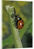 Coccinella septempunctata (sevenspotted lady beetle) - devouring aphids by Anonymous
