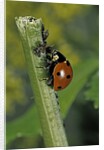 Coccinella septempunctata (sevenspotted lady beetle) - devouring aphids by Anonymous