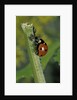 Coccinella septempunctata (sevenspotted lady beetle) - devouring aphids by Anonymous
