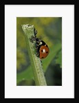 Coccinella septempunctata (sevenspotted lady beetle) - devouring aphids by Anonymous