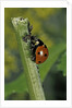 Coccinella septempunctata (sevenspotted lady beetle) - devouring aphids by Anonymous