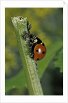 Coccinella septempunctata (sevenspotted lady beetle) - devouring aphids by Anonymous