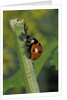 Coccinella septempunctata (sevenspotted lady beetle) - devouring aphids by Anonymous