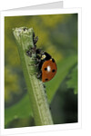 Coccinella septempunctata (sevenspotted lady beetle) - devouring aphids by Anonymous
